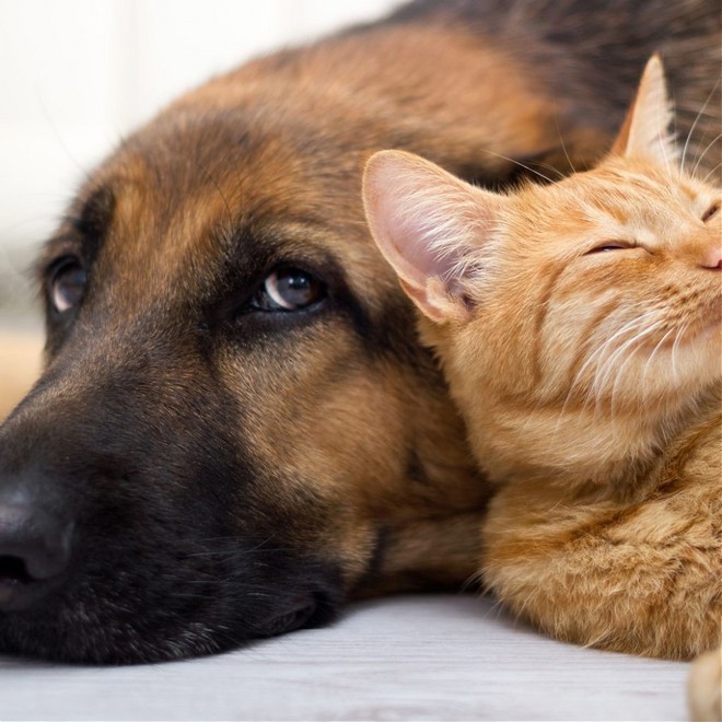 Кошки провоцируют аллергические реакции в два раза чаще, чем собаки